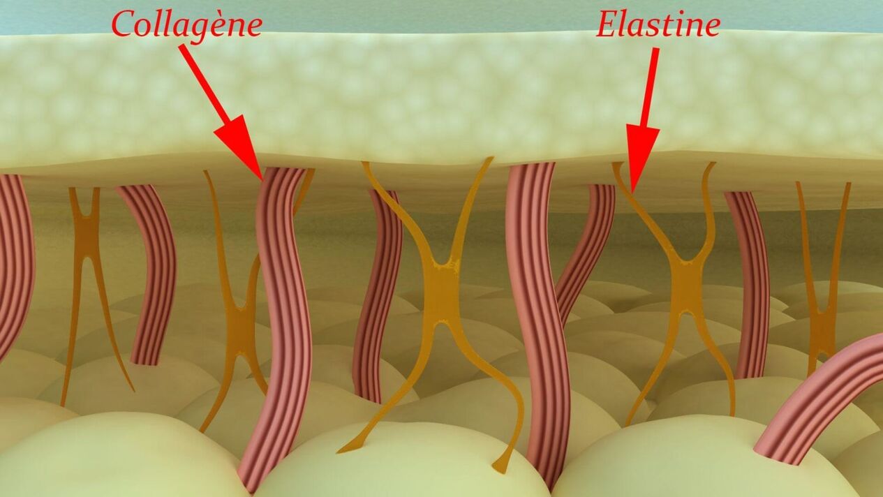 Kollagen und Elastin – Strukturproteine ​​der Haut